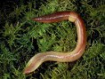 /album/foto%c4%9fraflar%3a-anasayfa/solucan-1-1-jpg1/